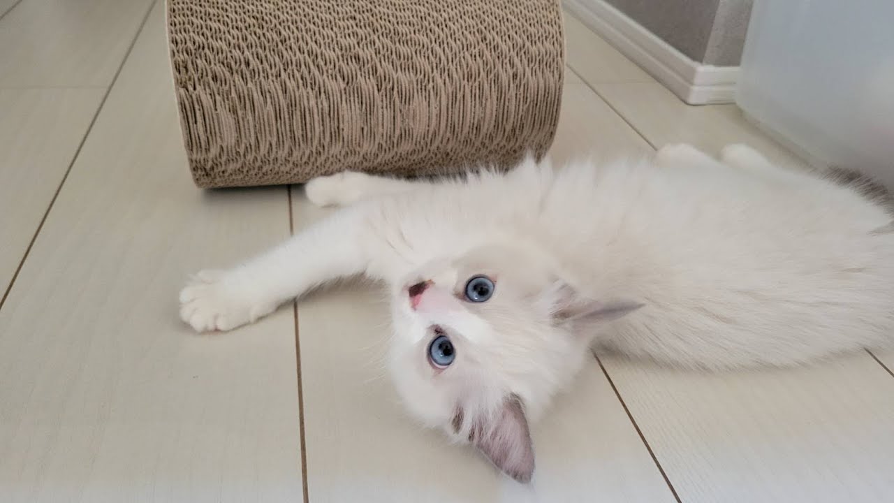 初めての爪とぎ器【ラグドール子猫】