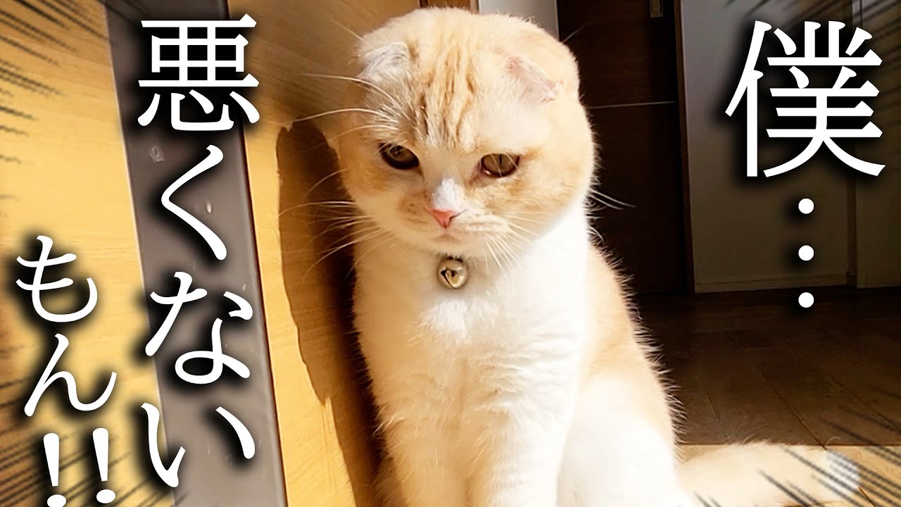 網戸に登ろうとした猫が犬に怒られこうなりました...