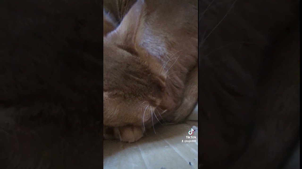 7/17おはようこざいません、あびにゃん（´・ω・`） #cat #ねこ #猫 #アビシニアン