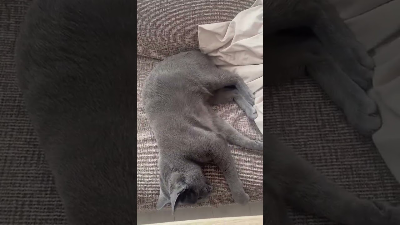 声が漏れちゃうロシアンブルー #しっぽ吸い #猫の鳴き声 #いやしねこ