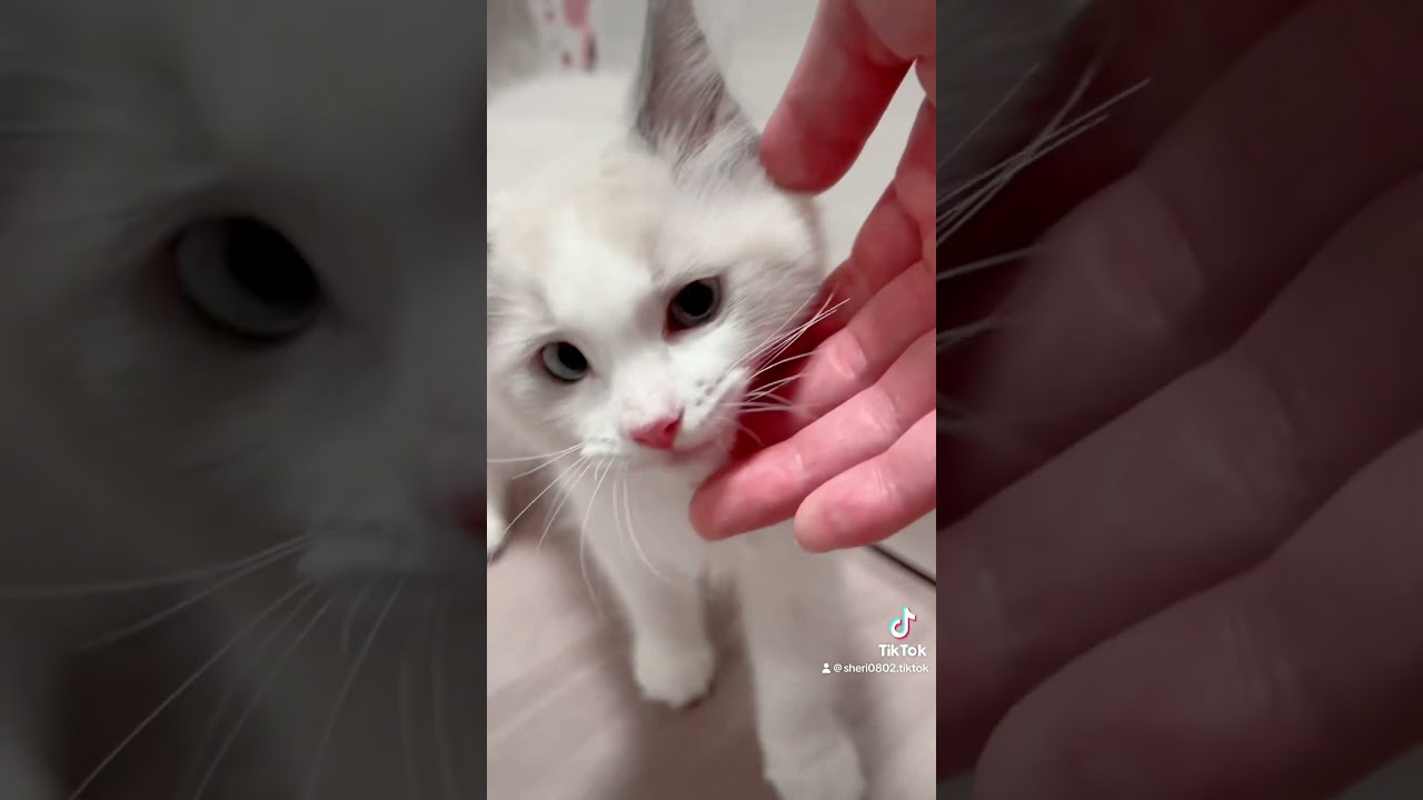 【鳴き声天使】音量100推奨！マジでかわいい鳴き声。ラグドール子猫 #猫 #ラグドール #cat #子猫 #ねこ #ねこのいる生活 #子猫鳴き声 #猫鳴き声