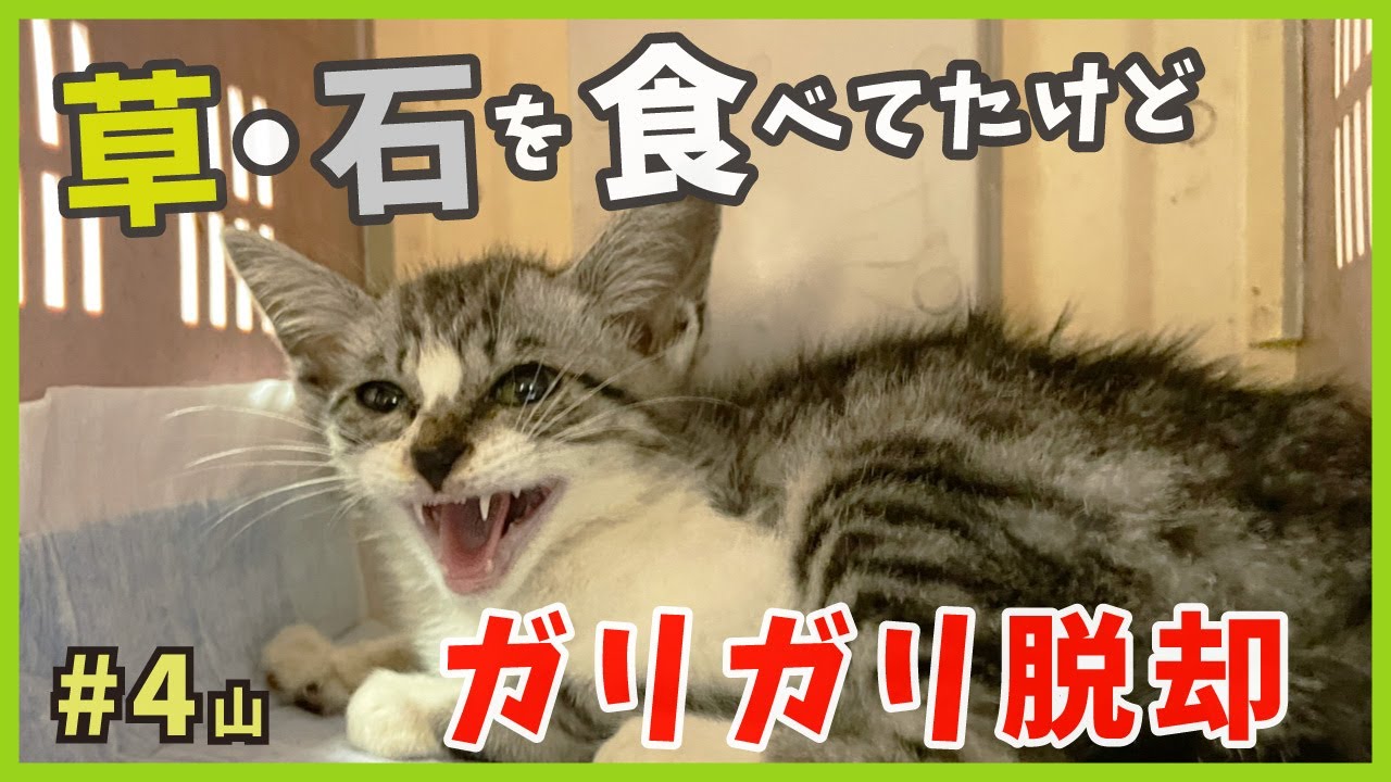 【ガリガリ猫 保護】草や石を食べてた子猫がちょっとずつ元気になる様子がこちら。【謎の天然娘・山4】/ Kitten emergency protection