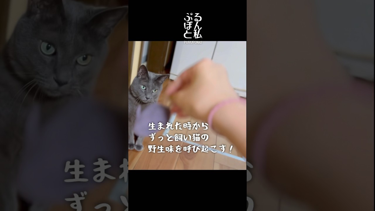 飼い猫の野生味を呼び起こす‼︎#shorts#猫#ロシアンブルー#cat #russianblue