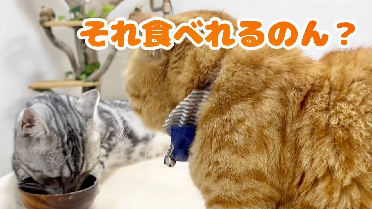 庭で採れたとうもろこしを猫にあげてみました！