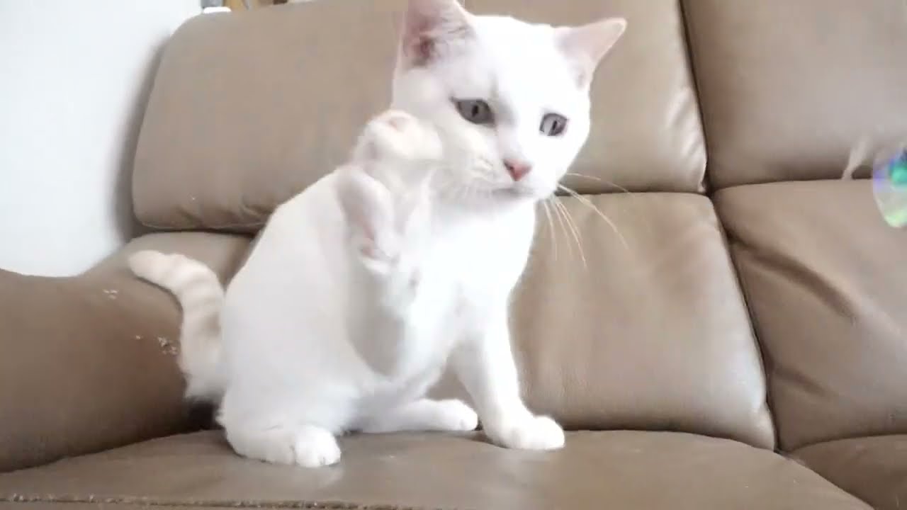 ブリティッシュショートヘアー子猫　British Shorthair　2023.2.27産まれ　シールポイント　男の子　シーダキャット猫のお店