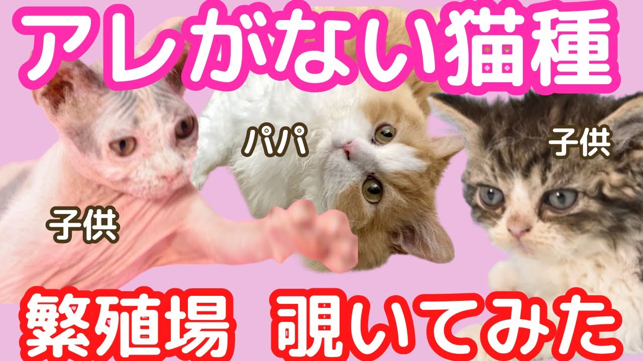 繁殖場に行ってきました！猫舎見学【セルカークレックス】