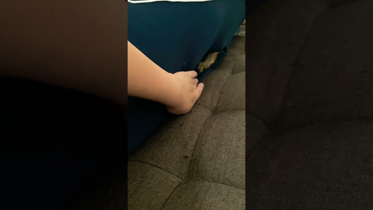 入らないと気がすまない😸 #cat #catcute #catlover #cutecat #ねこ #ねこのいる生活 #保護猫 #短尾