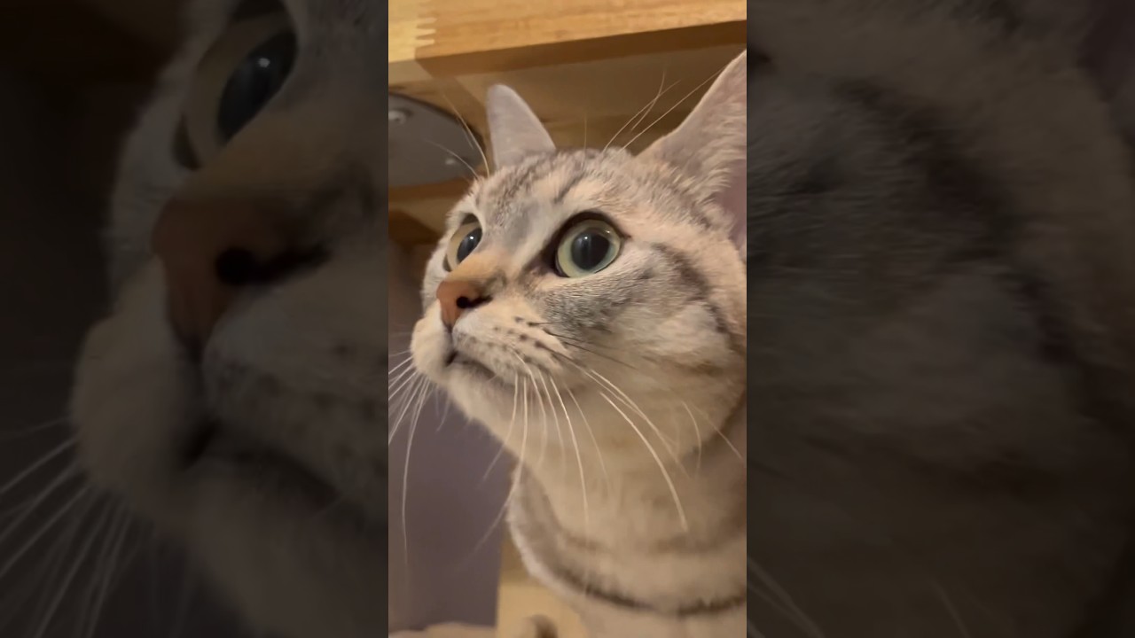 【猫動画】猫におかえりを催促し続けた結果が可愛すぎる!!笑 #shorts