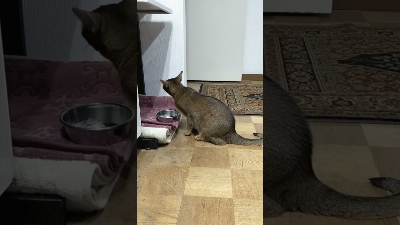 ネコ動画あび＃1789　#shorts　あびの毎日　アビシニアン　あび