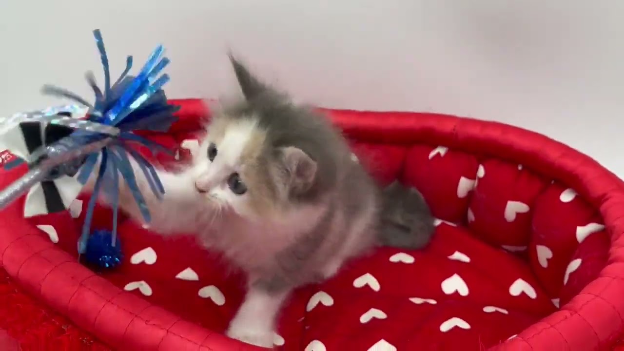 スコティッシュフォールド ブルーパッチドタビー&ホワイト（ロングヘアー）の女の子♡