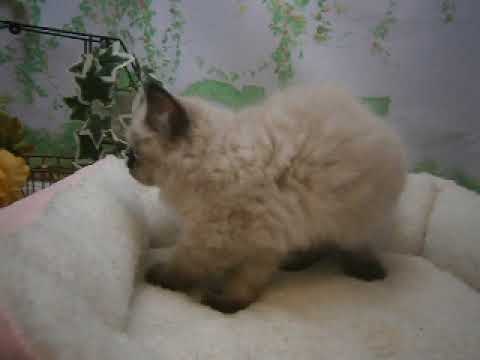 642554 ヒマラヤン