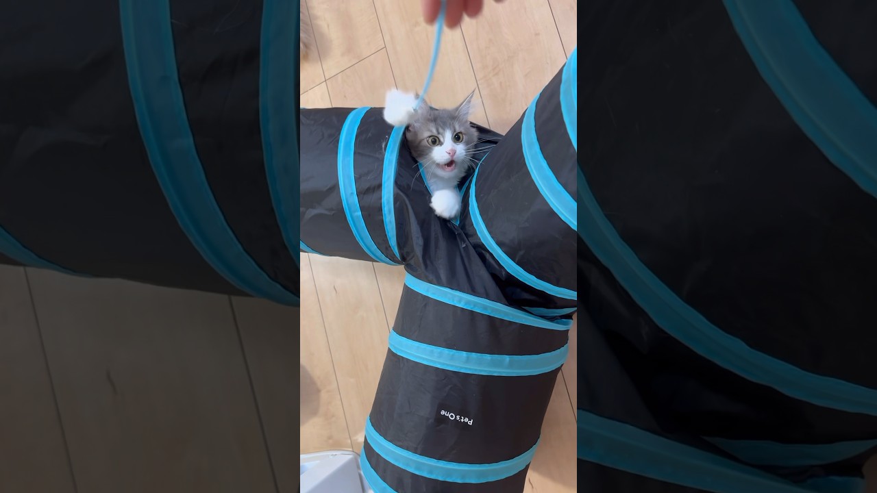 #サイベリアン#子猫#生後4か月