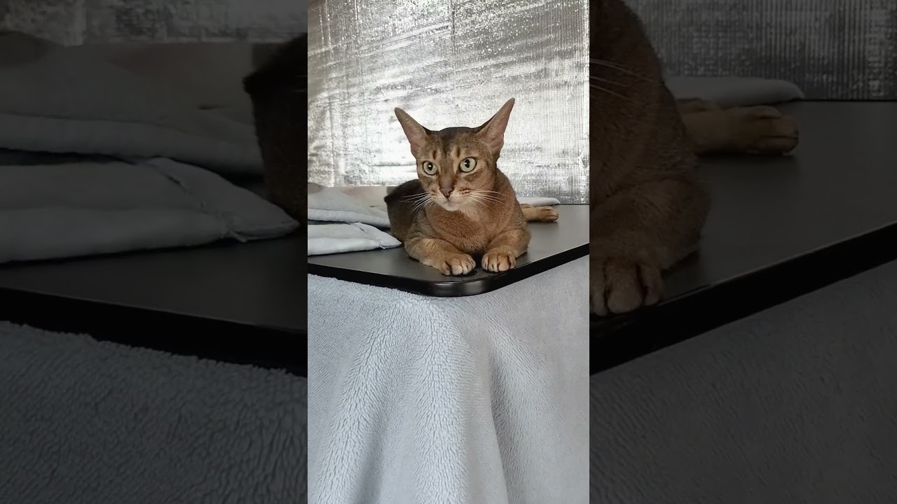 ネコ動画あび＃1761　#shorts　あびの毎日　アビシニアン　あび