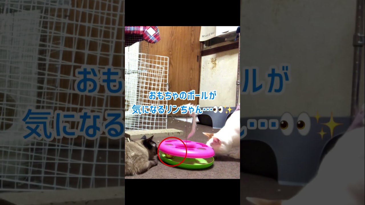 すれ違い😵‍💫💔の妹弟猫【シャムMIX】【三毛猫】