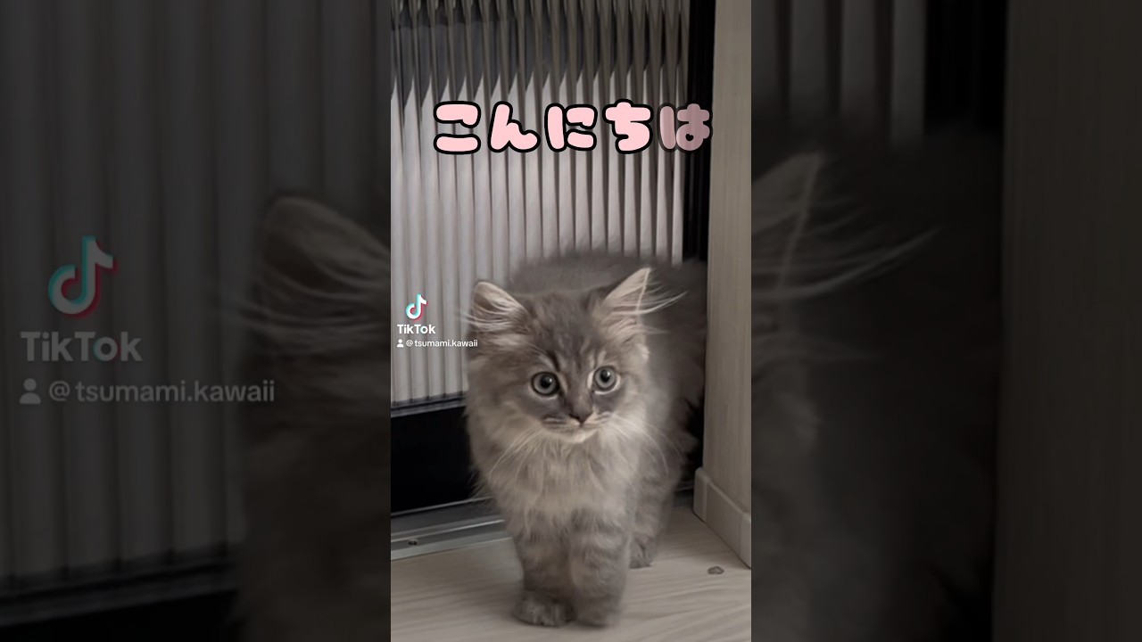 さようなら・・・ #子猫 #おすすめ #かわいい #ラガマフィン #つまみちゃん #猫 #cat #ねこのいる生活 #shorts