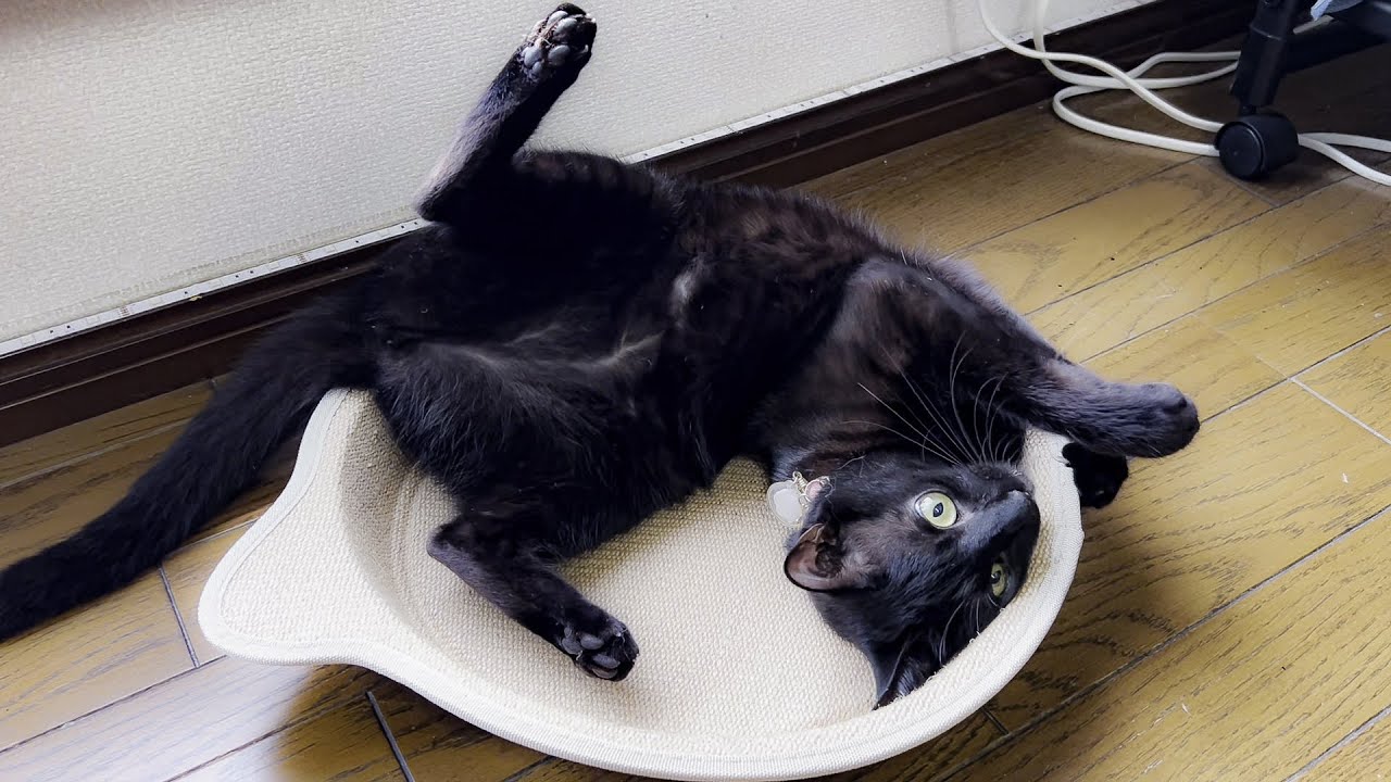 快適な爪とぎで満足げな黒猫🐈‍⬛