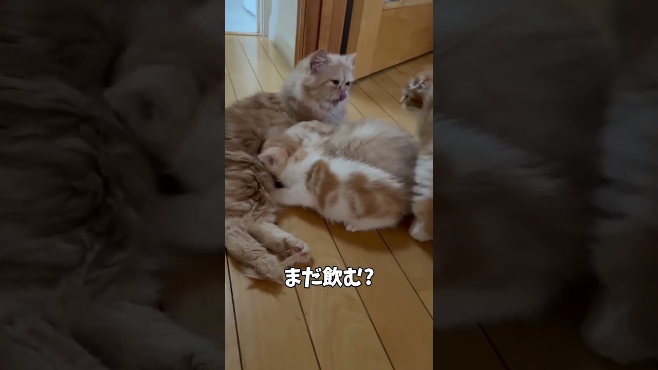 里親に行く直前まで母猫に甘えたい子猫【ミヌエット】#Shorts