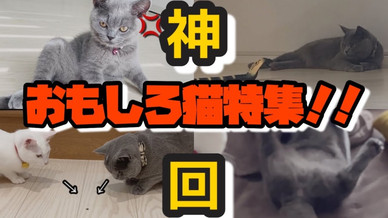 【爆笑】猫のおもしろ動画【こたつの中が衝撃過ぎた】#猫 #おもしろ #かわいい猫 #ブリティッシュショートヘア #猫動画