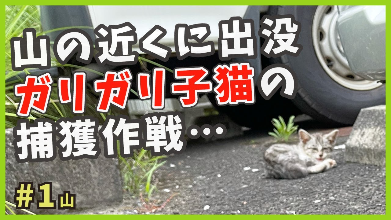 【保護 ガリガリ猫】必死の捕獲作戦…やせ細った子猫を緊急保護！【謎の天然娘・山1】/ Kitten emergency protection