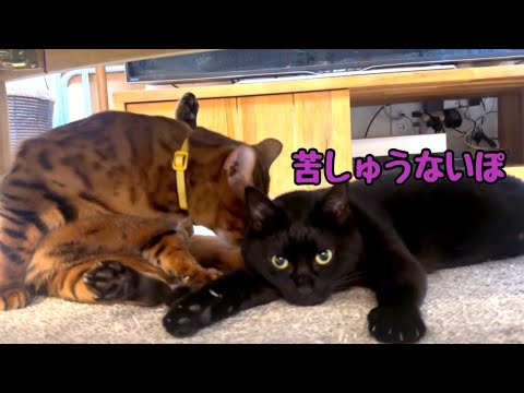 子猫の頃から変わらず仲良しのベンガル猫と元野良黒猫
