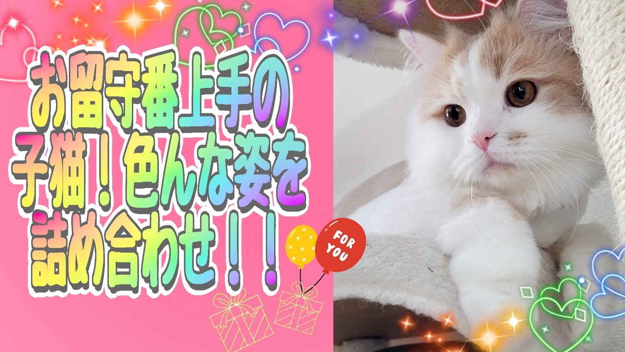お留守番上手な子猫！朝の姿が可愛い#ラガマフィン #猫動画 #cat
