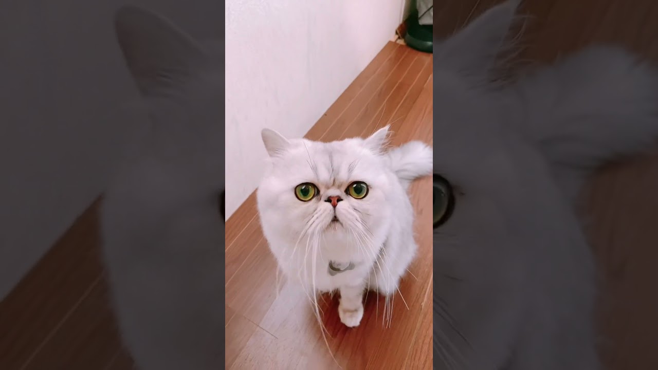 我が家のドラえもん🐾　ペルシャ猫だけど愛嬌たっぷりでしょう❤︎ #shorts #cat