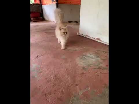 Brown cat 🐈 sale... Aaraf Pet's House Mau 9569047519