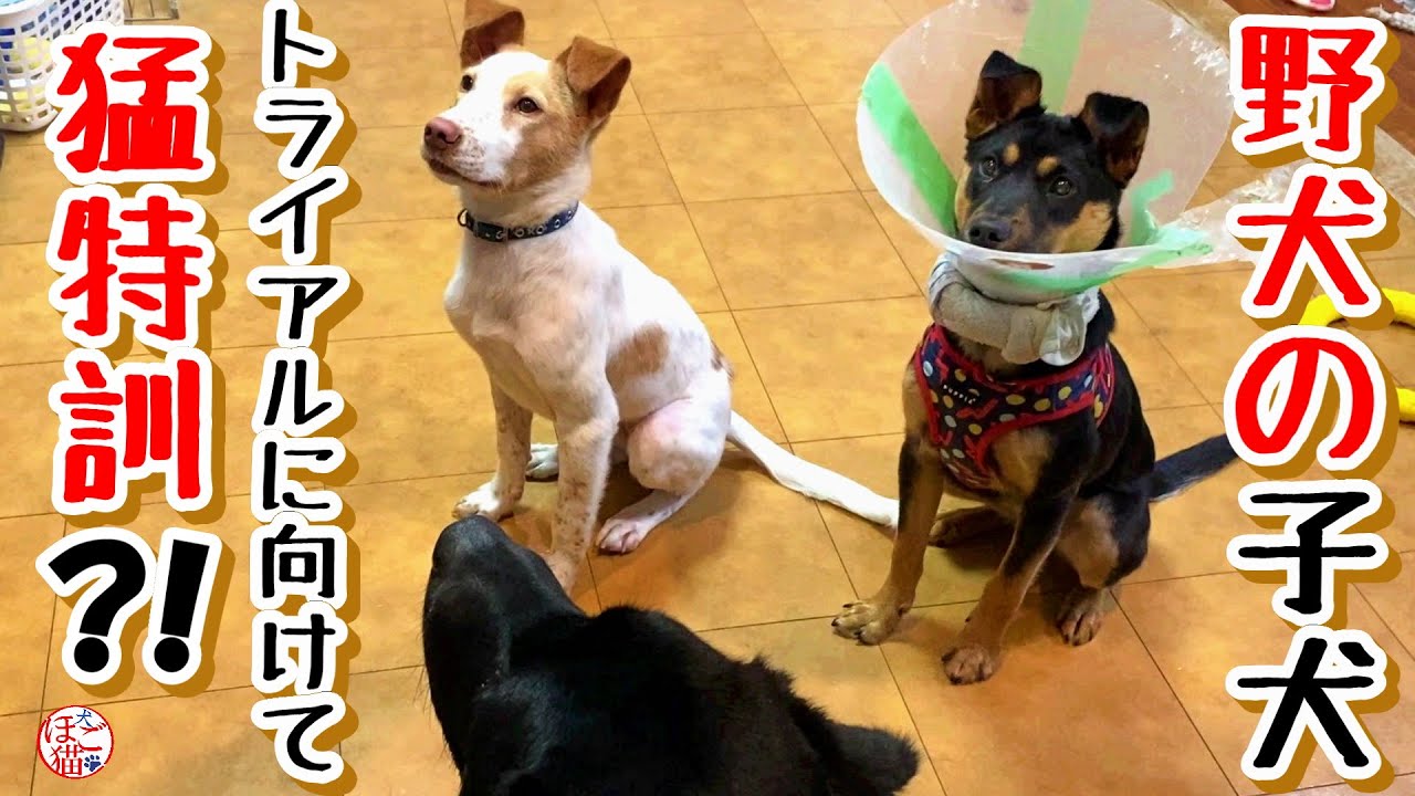 【子猫　保護犬 野犬】野犬の子犬、トライアルまで猛特訓？！