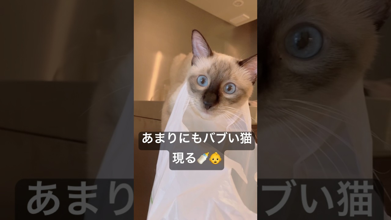 ばぶぅ過ぎる猫 #cat #catcute #kitten #cute #あかちゃん #シャム猫ミックス #保護猫 #sharoandkate#猫あるある #pet #おもしろ動画
