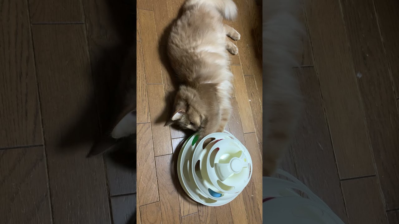 【ソマリ猫】キャットボールトイで遊ぶ猫 #Shorts