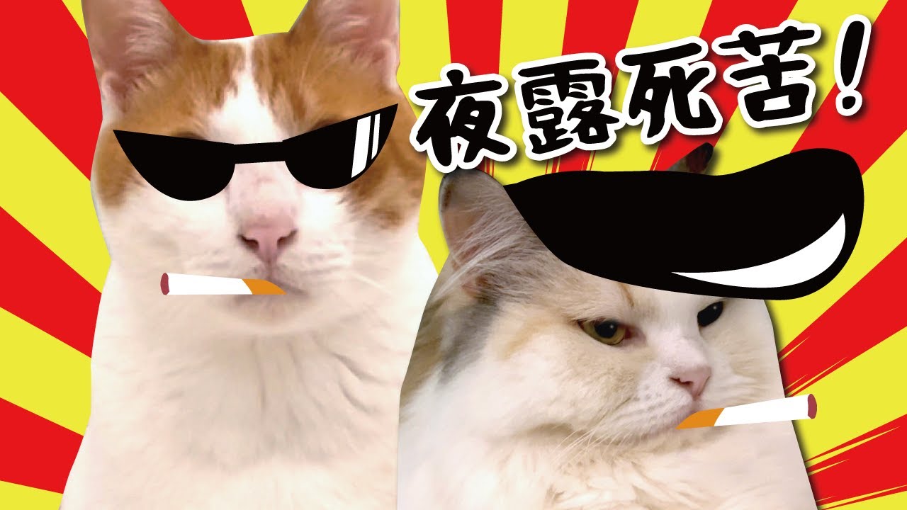 猫たちがグレてしまいました【関西弁でしゃべる猫】