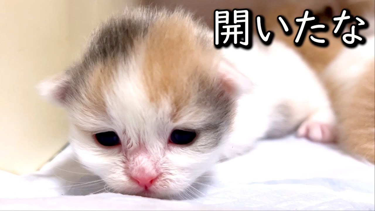 【ミヌエットの子猫】お楽しみの開眼タイムが始まって毎日楽しい件 ∼猫のいる生活Vol.763~ 出産動画 マンチカン短足・ミヌエット・ペルシャ猫専門ブリーダー『ペット蔵人』【子猫の成長記録】