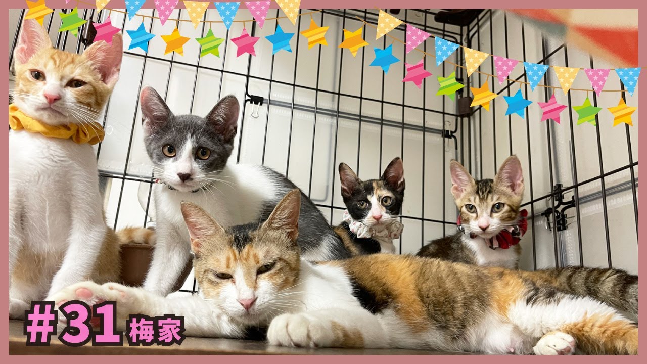 【猫 旅立ち】保護した野良猫が生んだ子猫たち。幸せなずっとのおうちへ✨【子猫の誕生から成長まで・梅家31】kitten