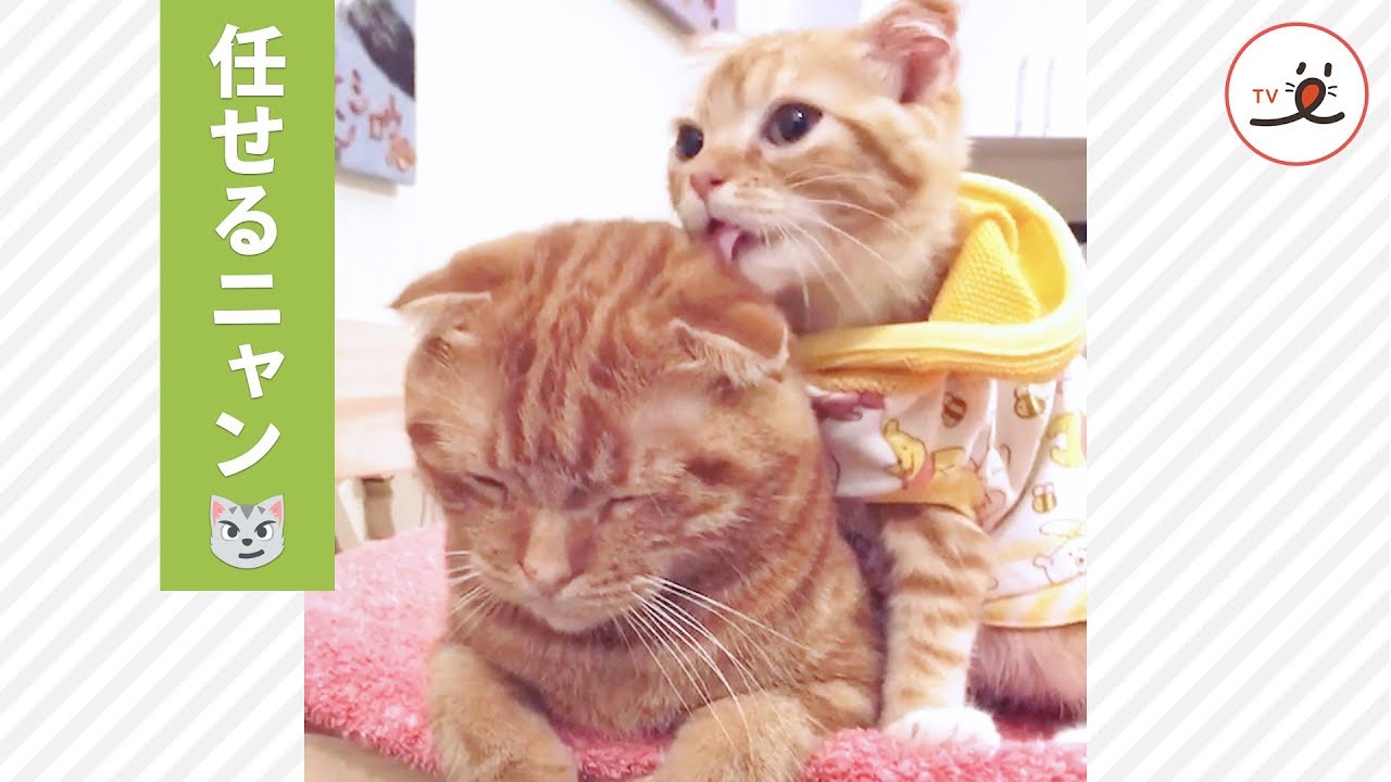 噛ませてニャ♪ 子猫の毛づくろい練習😼【PECO TV】