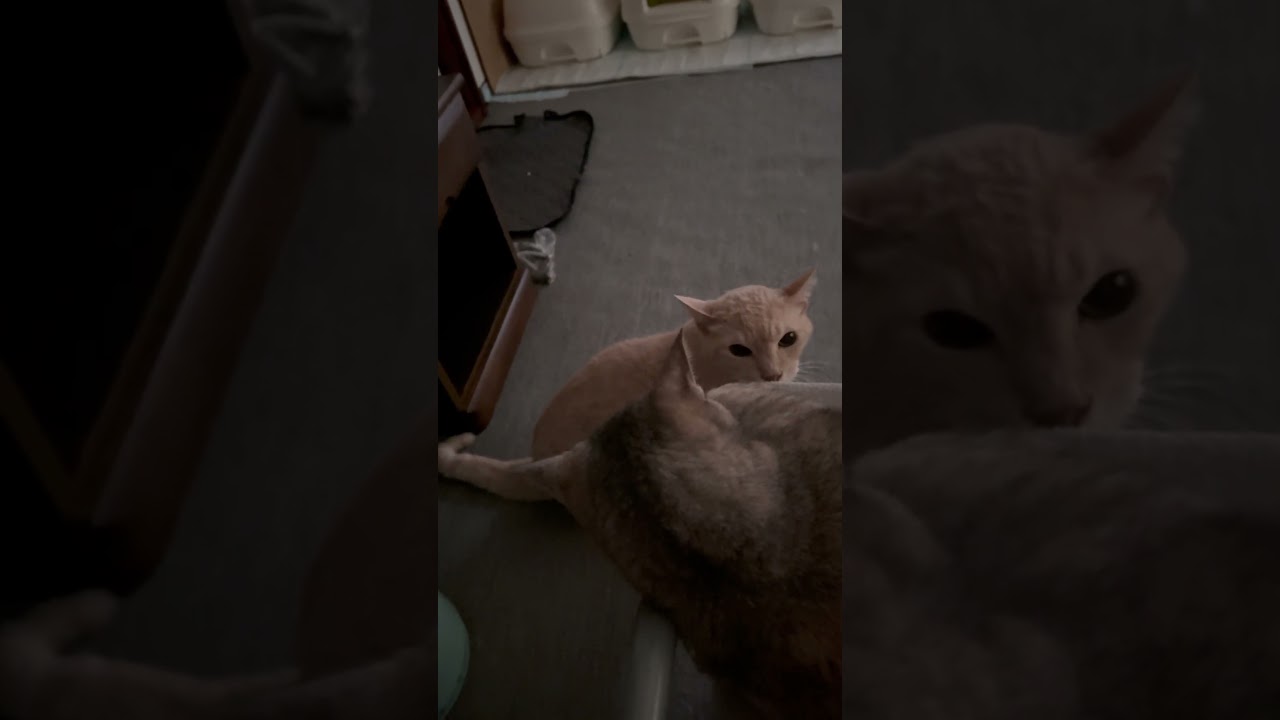 猫パンチされてでも甘えたいマザコン猫が可愛い