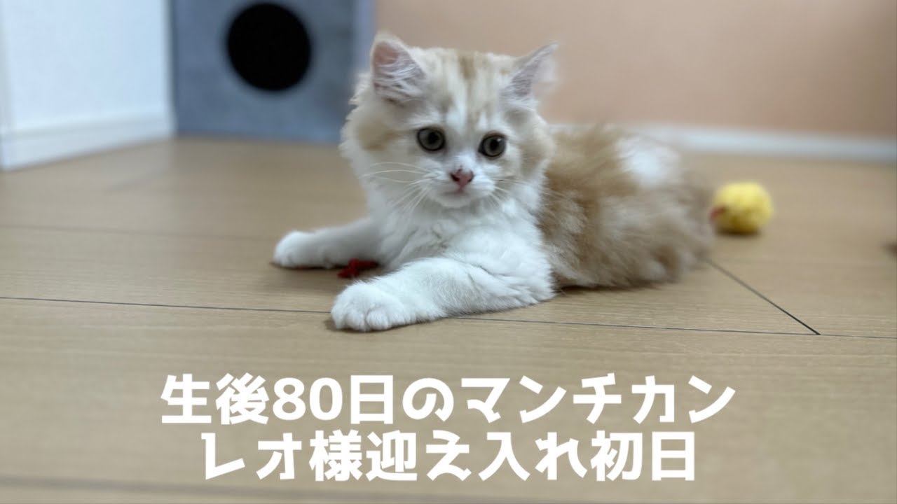 レオナルドの日常 #1 子猫・マンチカン・迎え入れ・vlog
