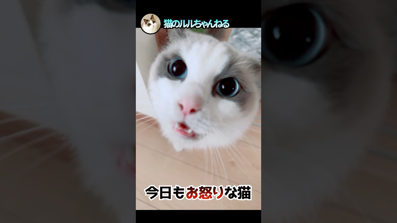 怒ってる猫をアップでどうぞ #ラグドール #ragdoll #shorts