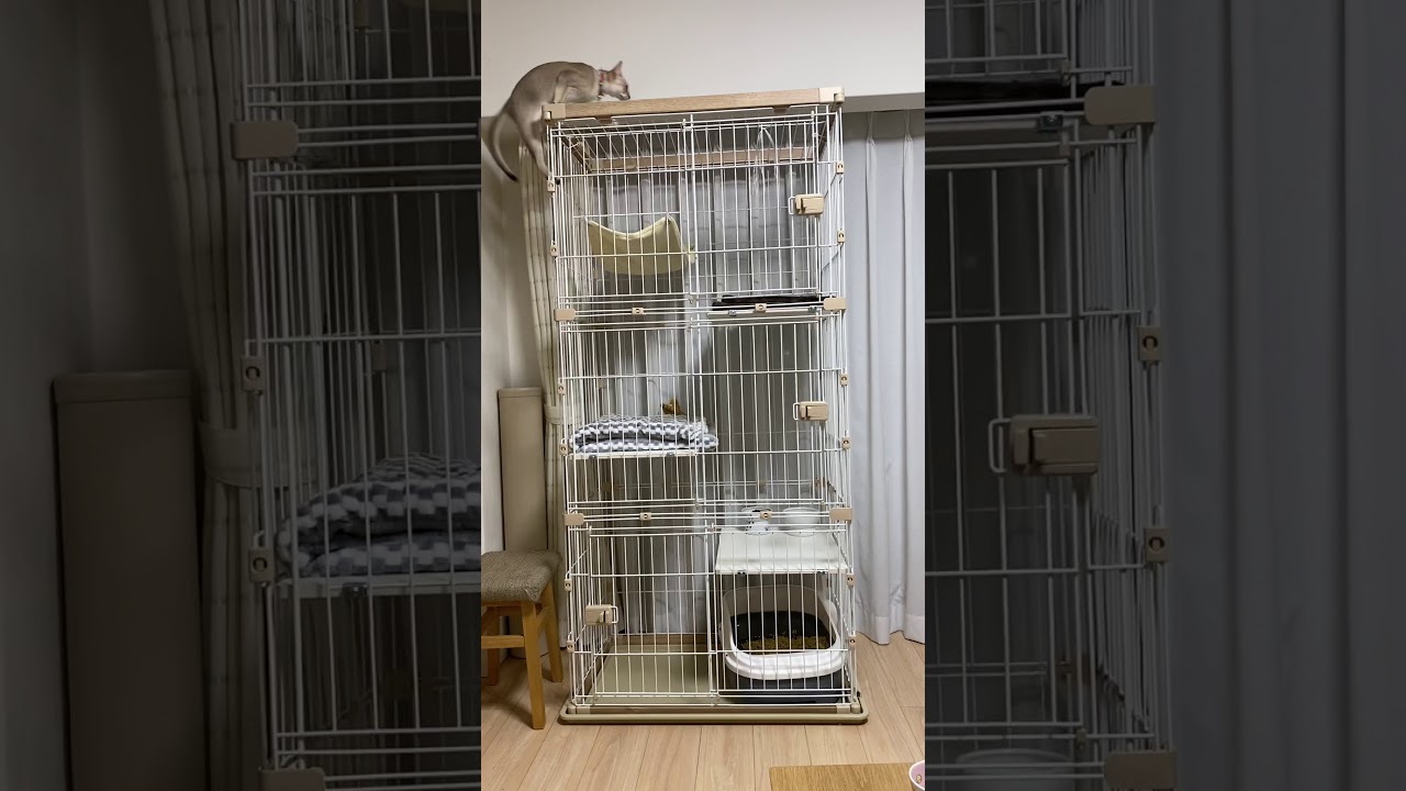 【シンガプーラ④】猫のソラのゲージがジャングルジム化(（笑）)