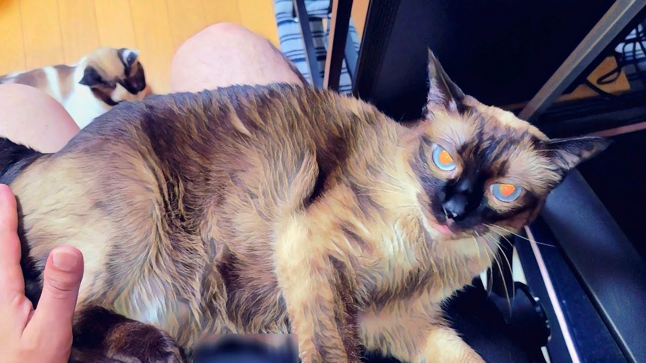 膝から離れないシャム猫に下りてと頼んだら数回激怒されたが下りてくれた🎉