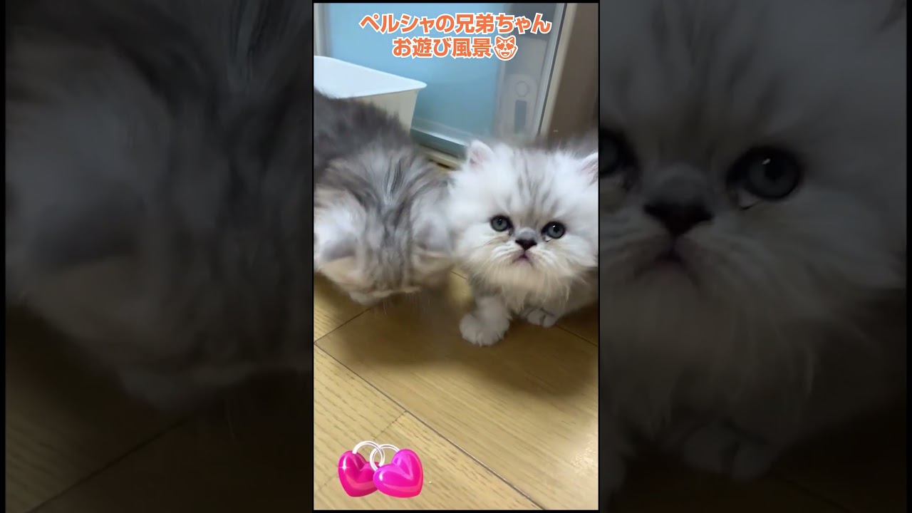 ペルシャの赤ちゃん😻横浜 子猫専門ブリーダー「律子の部屋」 #猫のいる暮らし #ペルシャ