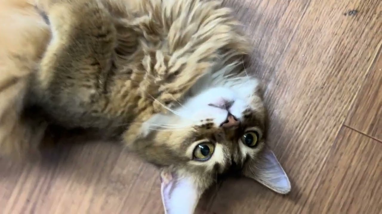 ソマリのサクラちゃん