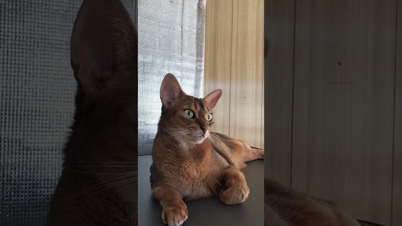 ネコ動画あび＃1823　#shorts　あびの毎日　アビシニアン　あび