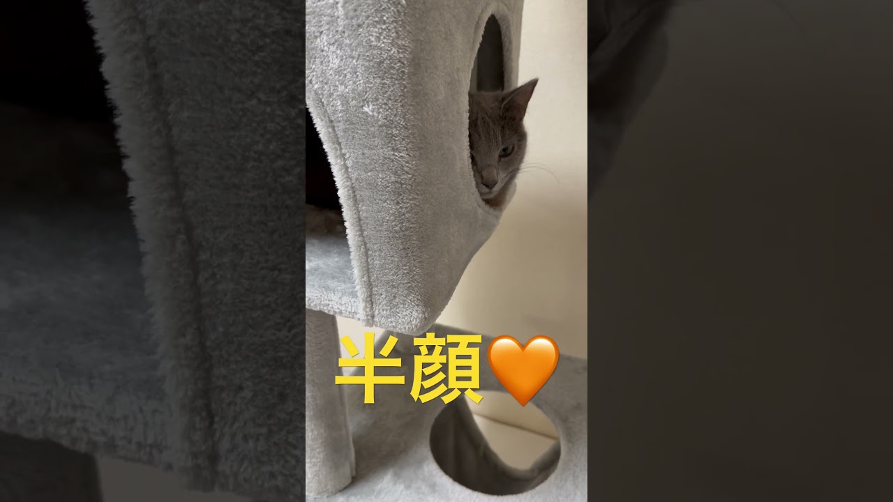 半顔で「こんばんは」な猫（ロシアンブルー）#shorts