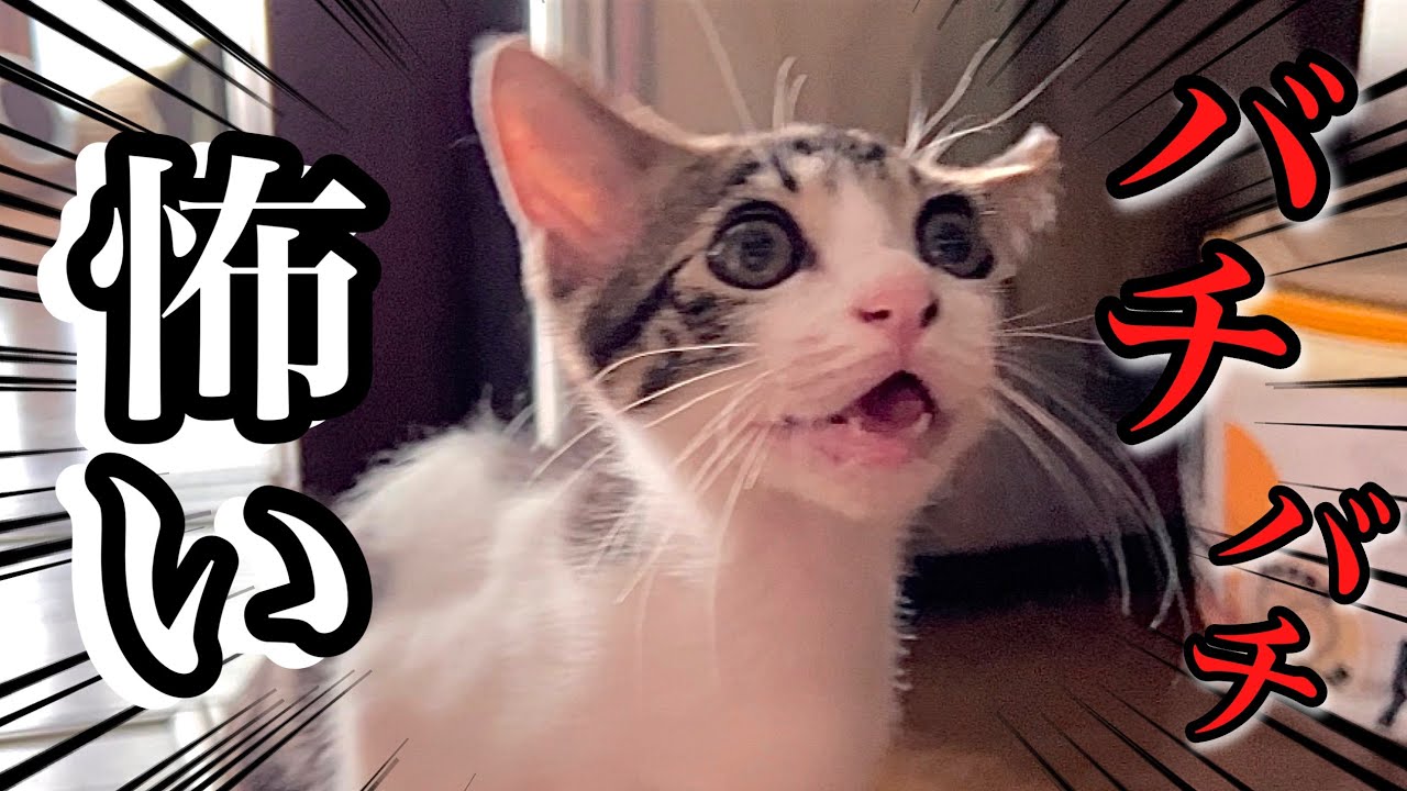 花火みたいな料理音にビビった子猫、その後の様子が激しすぎました…【保護猫】