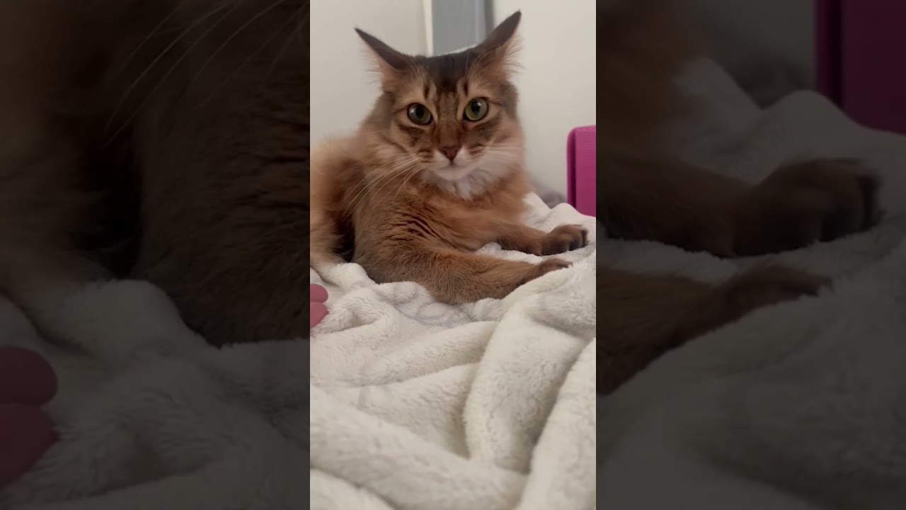 パパの手に全く興味がない猫 #ソマリ #いやしねこ #しっぽ吸い