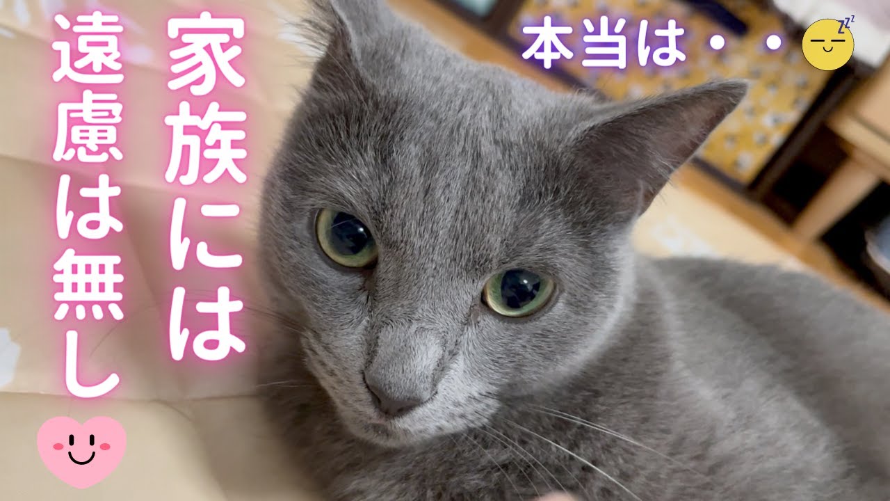 家族は本音で話そうね😴（ロシアンブルー）