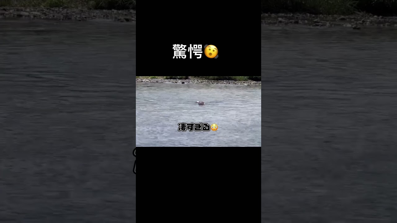 [swimming cat]泳ぎの上手なかわいい短足猫A cute short-legged cat that swims well