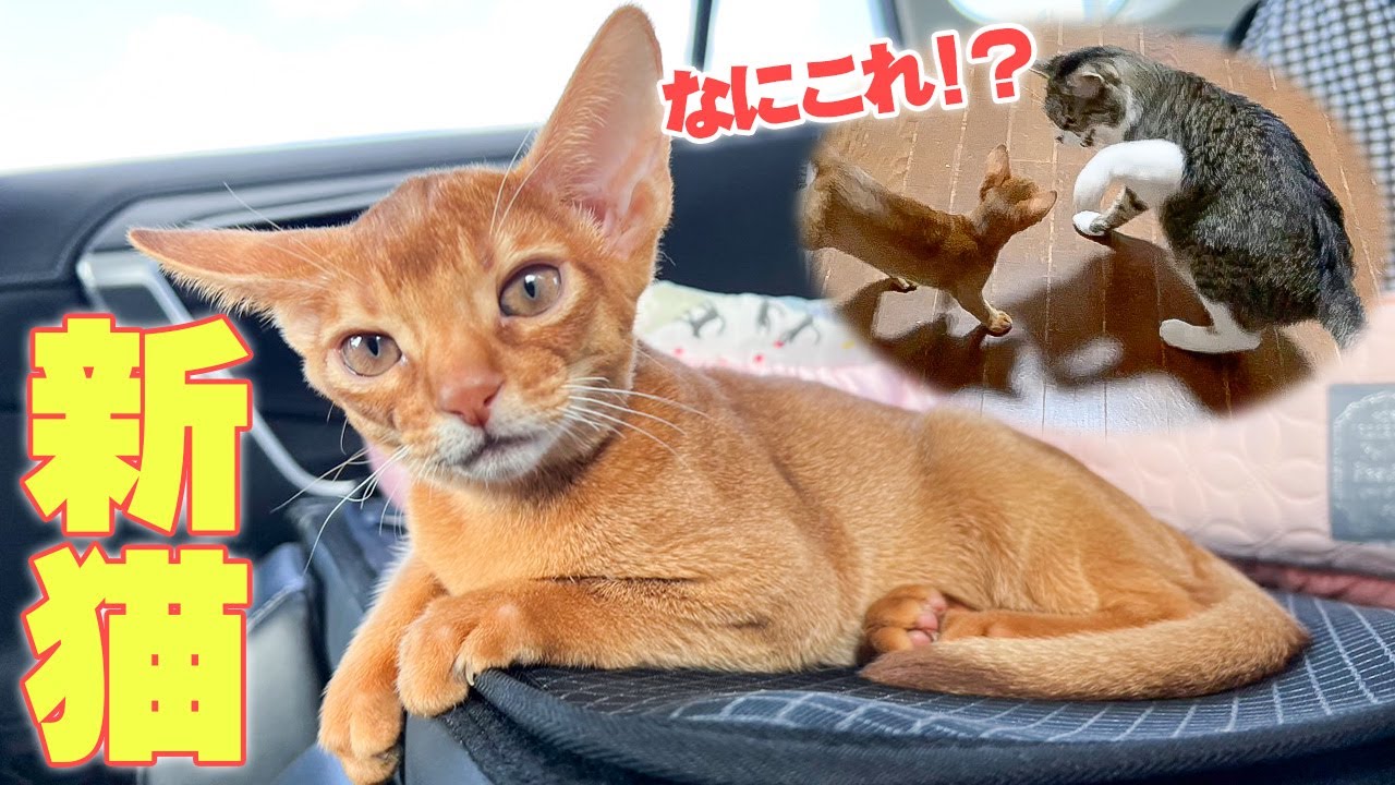 突然ですが新たな家族が増えました。子猫のことを初めて見た先住猫達の反応が意外すぎるものでした