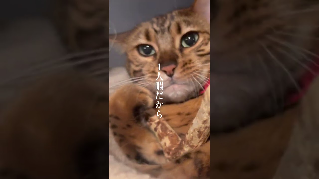 もっと構ってほしい猫の一日 #shorts