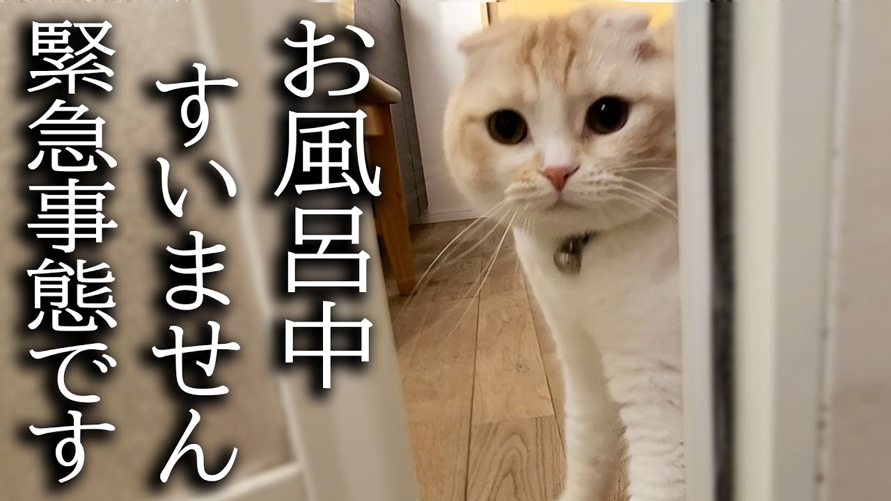 猫がハスキー犬の異変に気づき知らせに来ました...